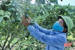 “Mục tiêu kép” của nông dân miền núi Hà Tĩnh