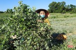 Nông dân Cẩm Xuyên “cướp nắng” thu hoạch cây dược liệu