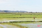 Nông dân Hà Tĩnh “đội nắng” khôi phục lúa hè thu hư hỏng sau mưa lớn