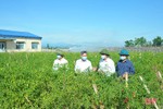 Cộng đồng dân cư giám sát truy xuất nguồn gốc sản xuất rau ở xã nông thôn mới kiểu mẫu Hà Tĩnh