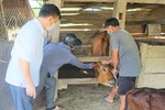 Hương Khê tiêm phòng vắc-xin cho hơn 47.000 con gia súc