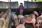 Vũ Quang qua 21 ngày không phát sinh thêm ổ dịch tả lợn châu Phi