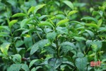 “Mưa vàng” giải hạn nhiều diện tích cây trồng ở huyện miền núi Hà Tĩnh