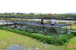 “Triệu phú” ốc bươu ở xã ngoài đê La Giang