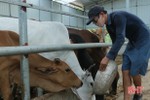 Vũ Quang qua 25 ngày không ghi nhận trâu, bò nhiễm bệnh viêm da nổi cục