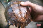 Vườn Quốc gia Vũ Quang tiếp nhận cá thể rùa Sa Nhân quý hiếm