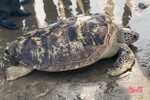 Thả cá thể rùa quý hiếm về lại biển Hà Tĩnh