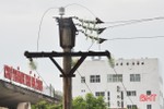 Hoàn thành nâng cấp lưới điện chợ TP Hà Tĩnh trước 25/8/2021