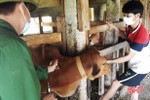 Vũ Quang triển khai tiêm phòng cho gần 44.000 con gia súc trước ngày 31/8