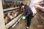 Giá trứng tăng, người chăn nuôi Hà Tĩnh giảm gánh nặng chi phí đầu vào