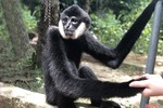 Vườn Quốc gia Vũ Quang tiếp nhận cá thể vượn đen má trắng quý hiếm