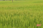 Hơn 15.000 ha lúa hè thu ở Hà Tĩnh đã trổ bông