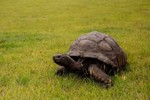Lý do rùa là động vật trên cạn sống lâu nhất