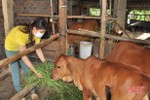 Hà Tĩnh quyết liệt thực hiện công tác phòng, chống dịch bệnh trong chăn nuôi