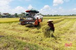 Nông dân Thạch Hà hối hả thu hoạch lúa hè thu
