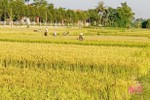 Vũ Quang sẽ hoàn thành thu hoạch lúa hè thu trước 5 ngày theo chỉ đạo của tỉnh