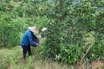 Miền Trà Sơn Can Lộc - vùng đất xanh bốn mùa hoa trái