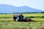 Năng suất lúa hè thu vượt trội, nông dân huyện Kỳ Anh đẩy nhanh tiến độ thu hoạch