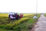 Hà Tĩnh: Giúp người dân vùng cách ly y tế thu hoạch lúa hè thu