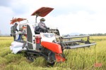 Điều tiết máy gặt hợp lý, chuẩn bị cho cao điểm thu hoạch lúa hè thu ở Hà Tĩnh
