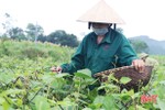 Nông dân Vũ Quang ước thu trên 350 tấn đậu hè thu