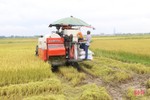 Phó Giám đốc Sở NN&PTNT Hà Tĩnh: Cần khẩn trương thu hoạch lúa hè thu