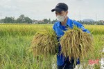 Tuổi trẻ Hà Tĩnh giúp người dân thu hoạch lúa “chạy” mưa bão