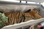 Một hộ dân ở Hà Tĩnh tàng trữ cá thể hổ nặng 160 kg trong vườn nhà