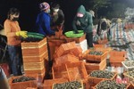 Gần 90 tấn ốc hương của nông dân xứ Cồn Vạn “bí” đầu ra