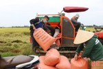 Được mùa lúa hè thu và câu chuyện tiêu thụ nông sản ở Hà Tĩnh