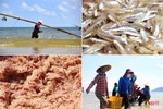 Ngư dân phía Nam Hà Tĩnh được mùa cá cơm, ruốc biển