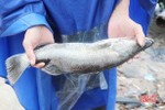 Người nuôi cá vược ở Thạch Sơn nóng lòng tìm đầu ra