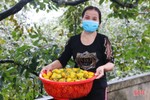 Hà Tĩnh: Hồng giòn Yên Du “đắt” khách, người trồng hướng đến sản phẩm OCOP