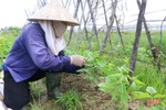 Tranh thủ nắng ráo, nông dân Hà Tĩnh ra đồng sản xuất vụ đông