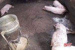 Vũ Quang tiêu hủy hơn 4 tạ gia súc mắc bệnh dịch tả lợn châu Phi