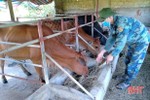 Người chăn nuôi Hà Tĩnh tăng đàn bò phục vụ thị trường cuối năm