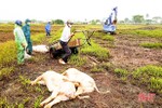 Tuyệt đối không chủ quan, không giấu dịch, bảo vệ đàn vật nuôi trước dịch tả lợn châu Phi