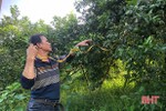 Nông dân Hương Sơn bảo vệ cây “đặc sản” trước bão số 8