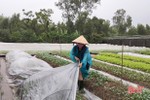 Nông dân Can Lộc phủ ni lông, khơi thông dòng chảy bảo vệ hoa màu trước bão số 8