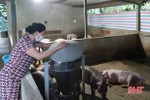 Dịch tả lợn châu Phi được kiểm soát, người chăn nuôi Vũ Quang thận trọng tái đàn “đón” tết