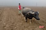 Vũ Quang hỗ trợ hơn 5 tấn hạt giống cho người dân sản xuất vụ đông