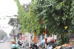 Nhiều biển báo giao thông ở TP Hà Tĩnh bị che khuất, “làm khó” người đi đường