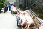 Hà Tĩnh ban hành công điện triển khai phòng, chống bệnh dịch tả lợn châu Phi