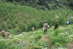 Phát hiện 8 rẫy trồng cần sa rộng 4,2 ha tại tỉnh của Lào giáp Hà Tĩnh
