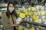 Mục sở thị loại nấm đẹp như hoa lần đầu trồng ở Hà Tĩnh