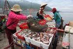 Hà Tĩnh đặt mục tiêu khai thác 18.800 tấn hải sản vụ cá Bắc
