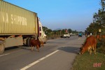 Tình trạng trâu bò thả rông trên các tuyến giao thông ở Hà Tĩnh vẫn tiếp diễn