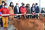Trao 60 con bò giống cho người dân Hà Tĩnh