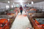 Khó bán lợn giống, nhiều trại nái sinh sản ở Hà Tĩnh loại thải đàn