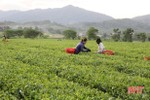 Hương Sơn trồng mới hơn 16 vạn cây chè công nghiệp